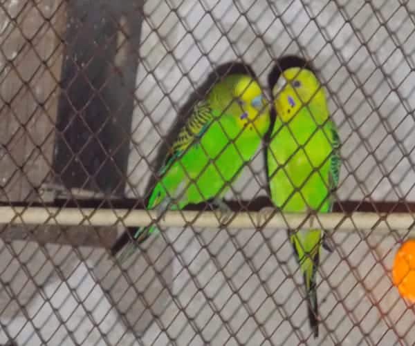 Haman's parakeets