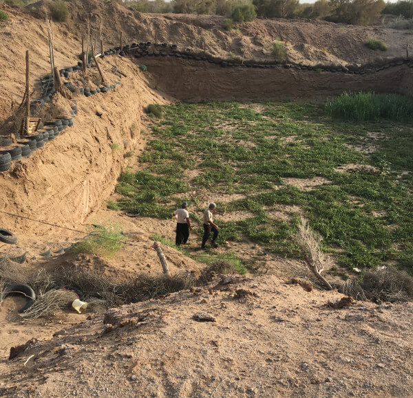 Growing watermelons in holes in the middle of the desert