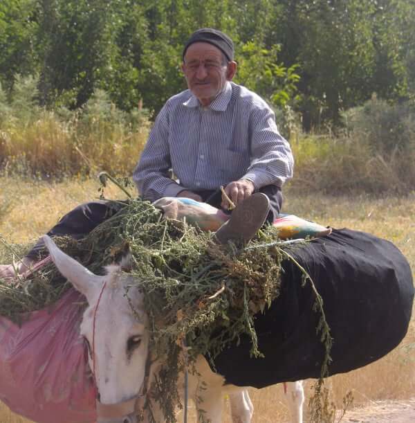 Habitant d'Abyaneh sur son ane