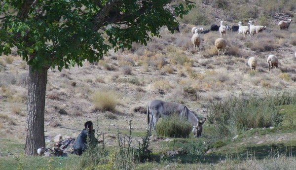 Shepherd and his sheep 